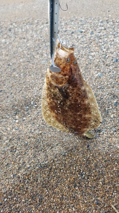 ソゲの釣果