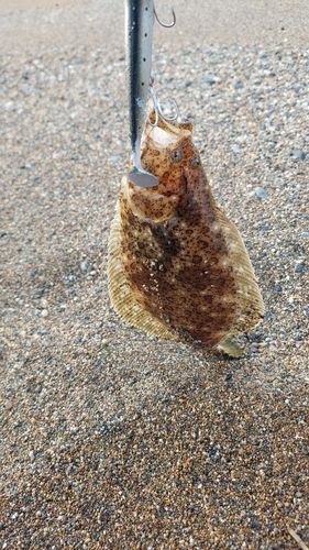 ソゲの釣果