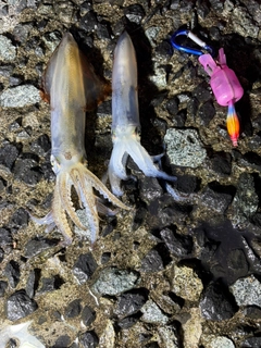 マメイカの釣果
