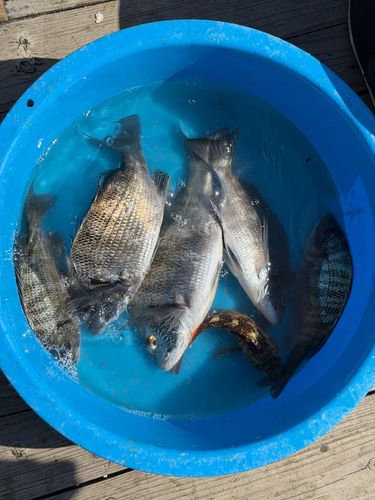 メナダの釣果