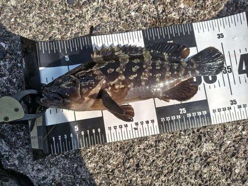 クエの釣果