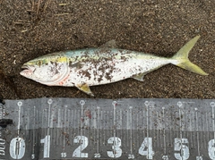ワラサの釣果