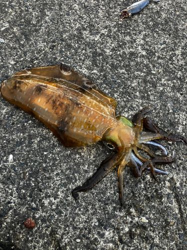 ミズイカの釣果