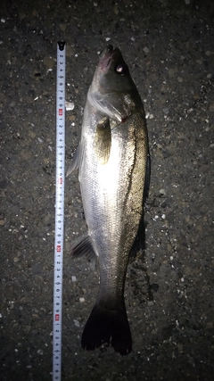 シーバスの釣果