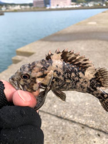 ムラソイの釣果