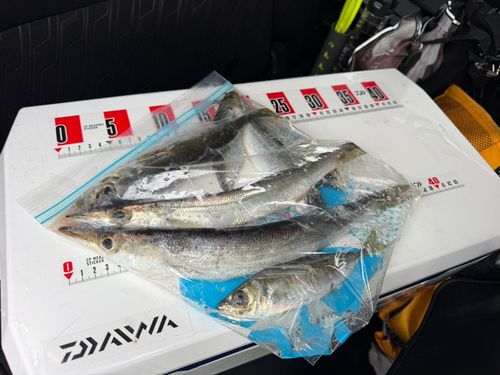 カマスの釣果