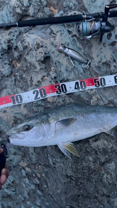 ハマチの釣果