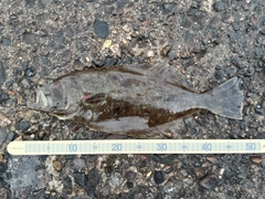 ヒラメの釣果
