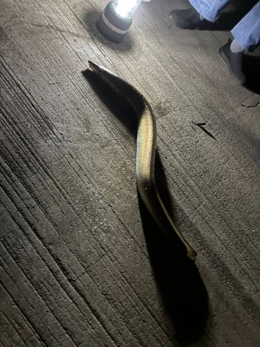 ハモの釣果