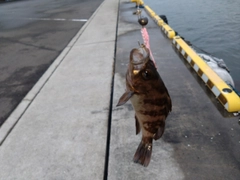 メバルの釣果