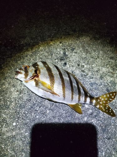 タカノハダイの釣果