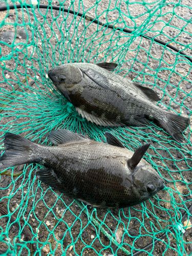 グレの釣果