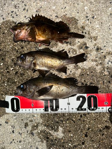 メバルの釣果