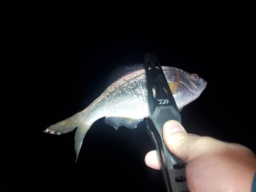 ウミタナゴの釣果