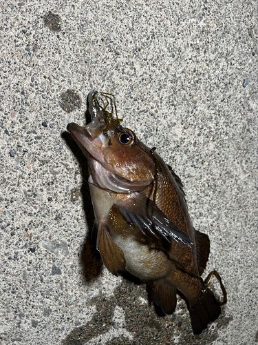 エゾメバルの釣果