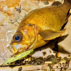 メバルの釣果