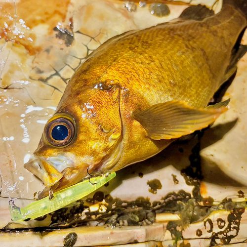 メバルの釣果