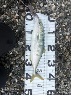 イナダの釣果