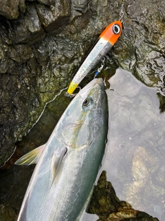 ハマチの釣果