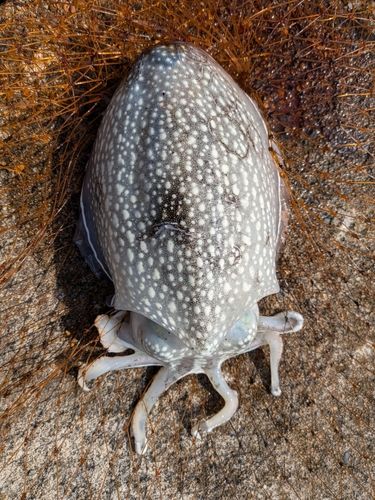 シリヤケイカの釣果
