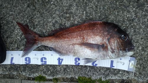マダイの釣果