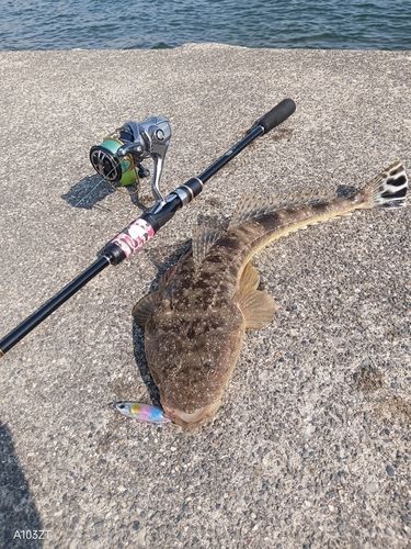 マゴチの釣果