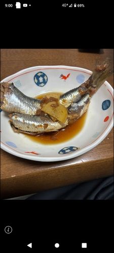 イワシの釣果