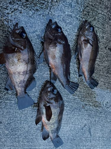 メバルの釣果