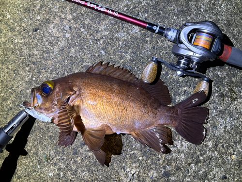 メバルの釣果