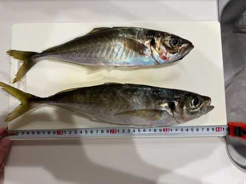 アジの釣果