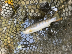 アマゴの釣果