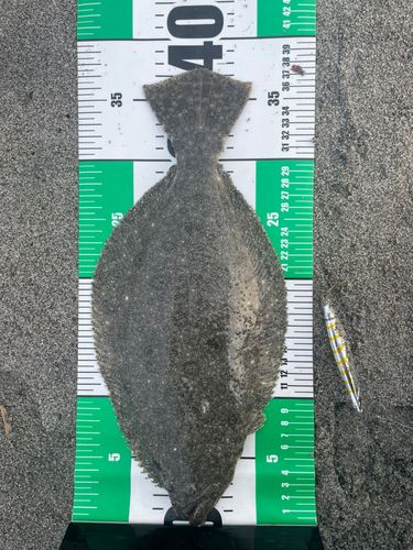 ソゲの釣果