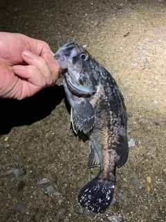 クロソイの釣果