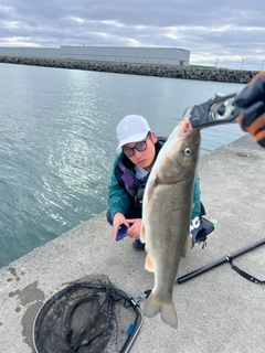 ウグイの釣果
