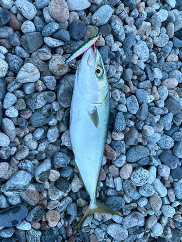 フクラギの釣果