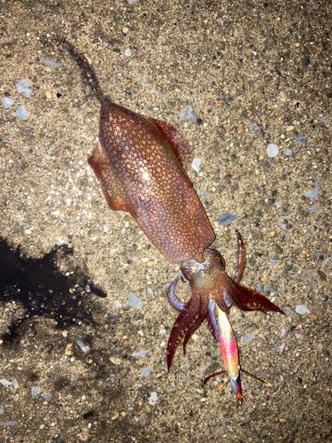 ヒイカの釣果