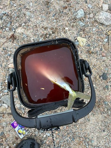 フクラギの釣果