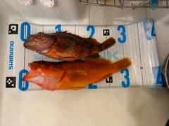 アカハタの釣果