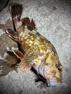 カサゴの釣果