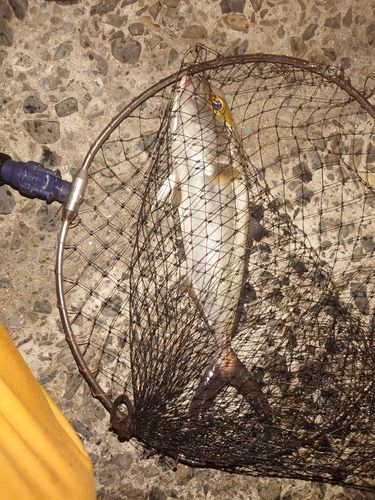 ネリゴの釣果