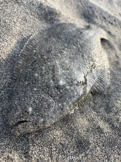 ソゲの釣果