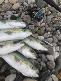 ツバイソの釣果