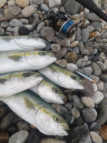 ツバイソの釣果