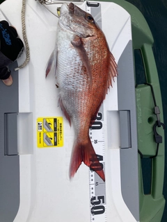 タイの釣果