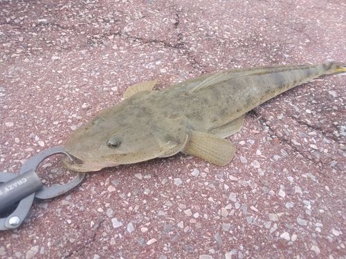 ミナミマゴチの釣果