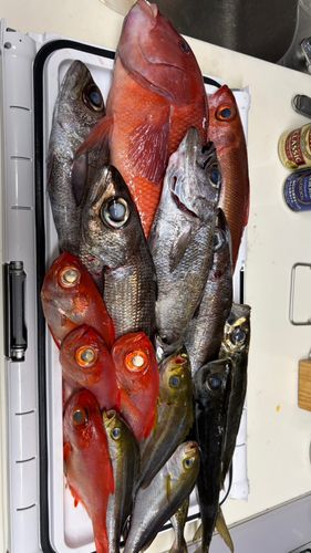 クロムツの釣果