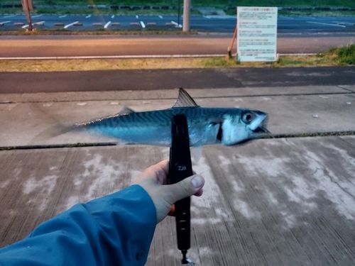 サバの釣果