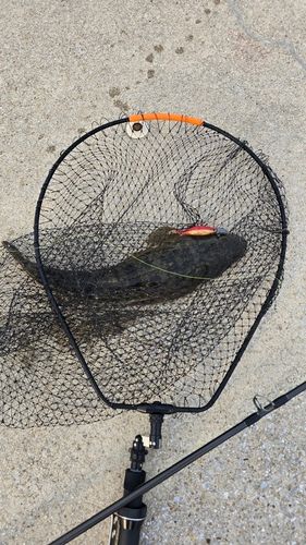 マゴチの釣果