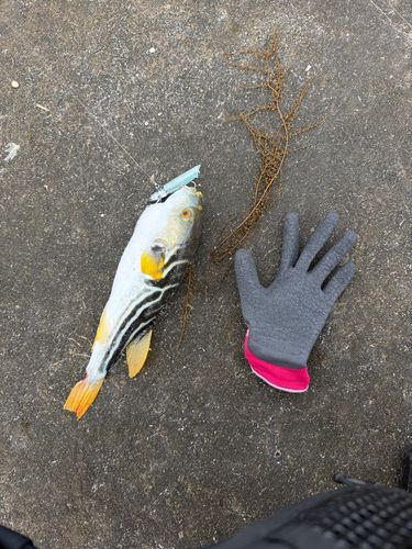 シマフグの釣果
