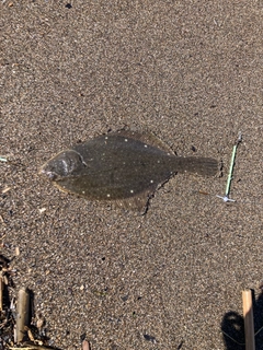 イシガレイの釣果